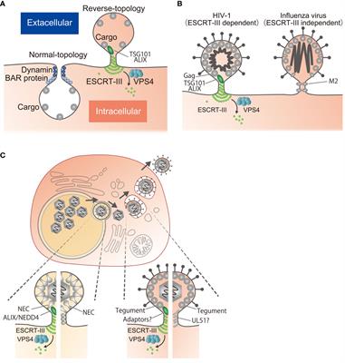 ESCRT-III-dependent and -independent egress of herpesviruses